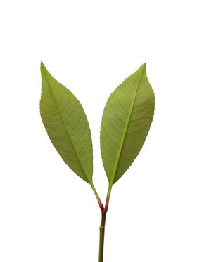 PSD分层素材花艺免抠图