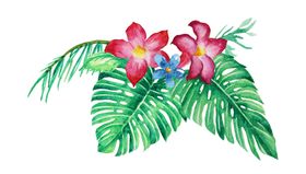 清新水彩植物树叶插画