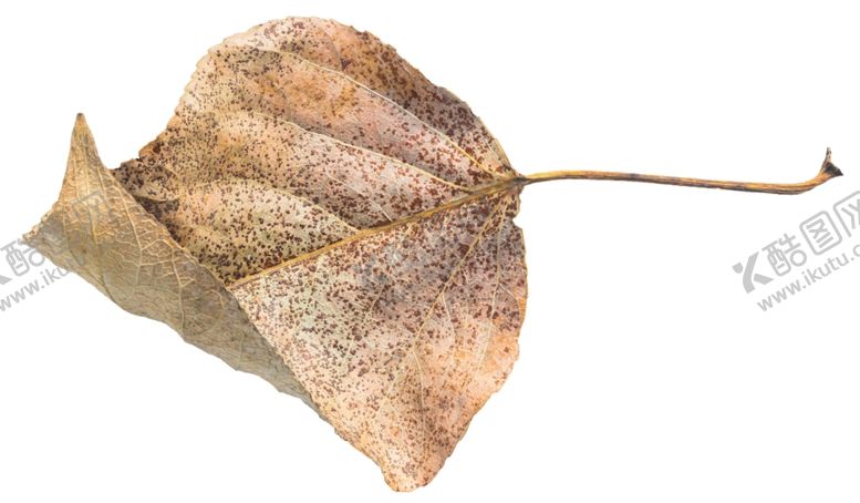 编号：32597410282222218897【酷图网】源文件下载-树叶