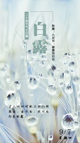 白露海报