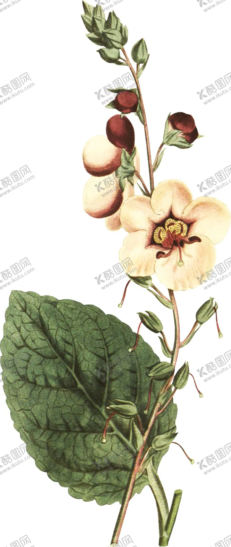 编号：11802311180419126913【酷图网】源文件下载-鲜花花朵植物         