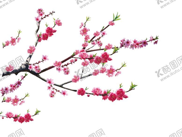 编号：90086210222036569063【酷图网】源文件下载-樱花  花瓣 粉色花 桃花免扣