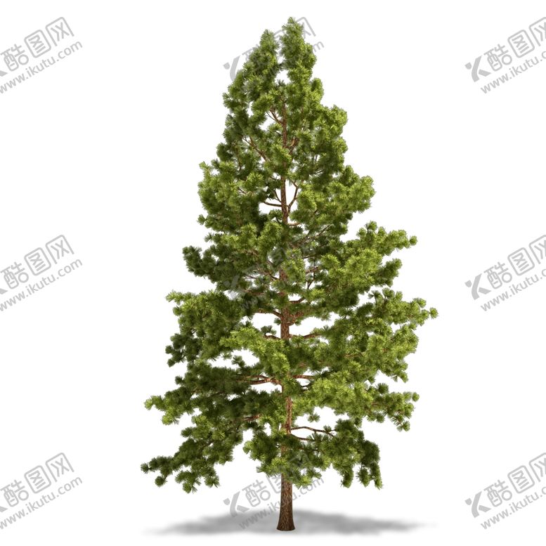 编号：33297909250820505492【酷图网】源文件下载-树木