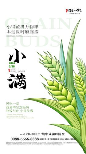 小满传统节气海报