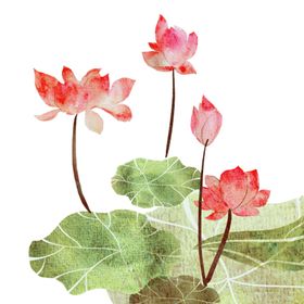 荷花元素