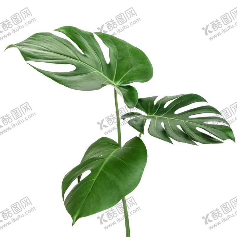 编号：89637412051843025580【酷图网】源文件下载-ins风叶子 免抠素材 PNG