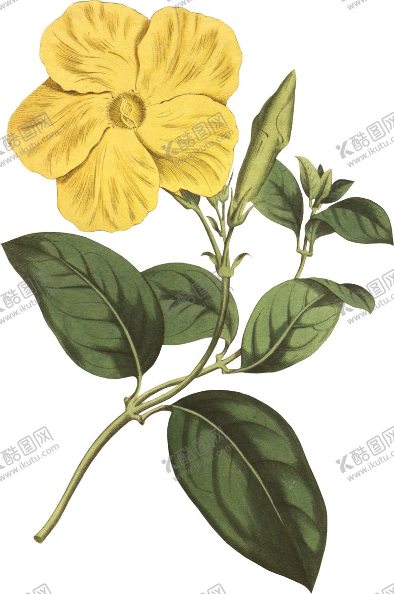 编号：75971407051024439016【酷图网】源文件下载-鲜花素材