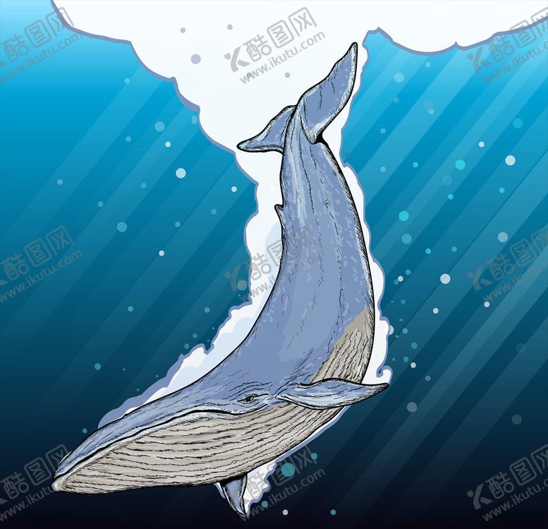 编号：80152710032255276658【酷图网】源文件下载-鲸鱼
