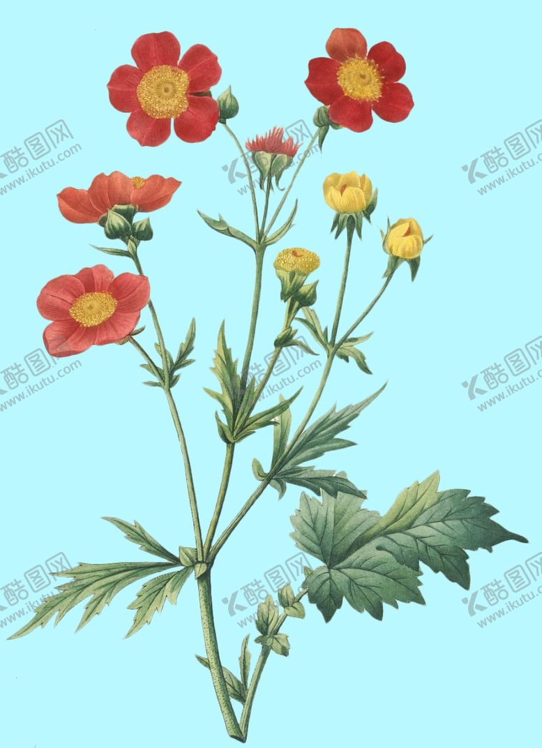 编号：78341009121542019559【酷图网】源文件下载-手绘花