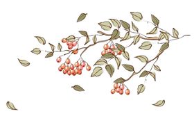 一支手绘枸杞