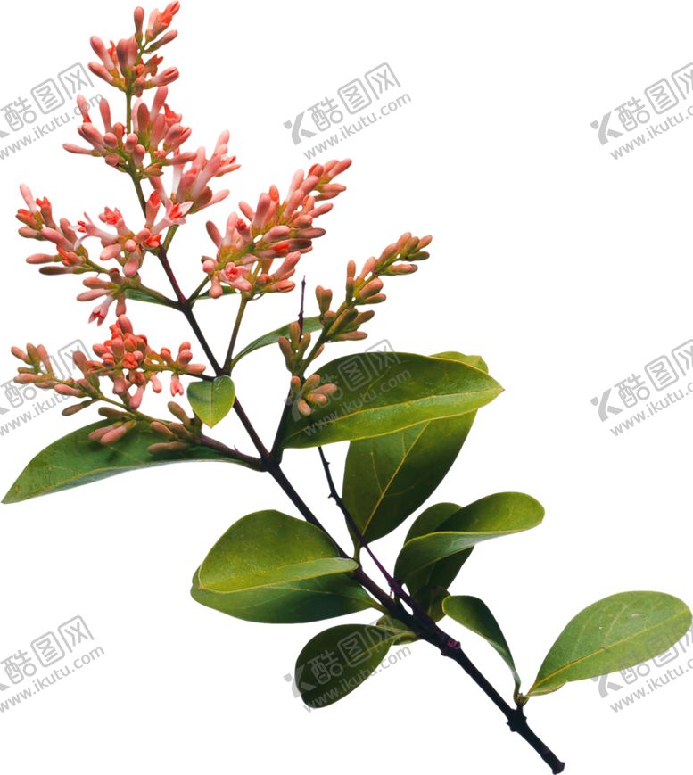 编号：58513809230158404342【酷图网】源文件下载-鲜花素材