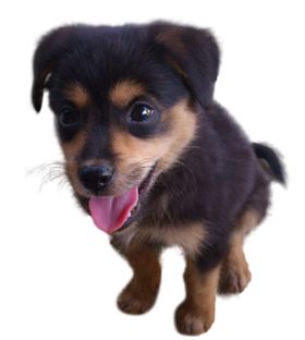 小土狗小黑狗可爱小狗犬
