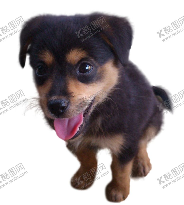 编号：37820410020551011061【酷图网】源文件下载-小土狗小黑狗可爱小狗犬