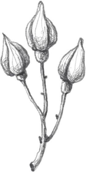 玫瑰花素描绘画
