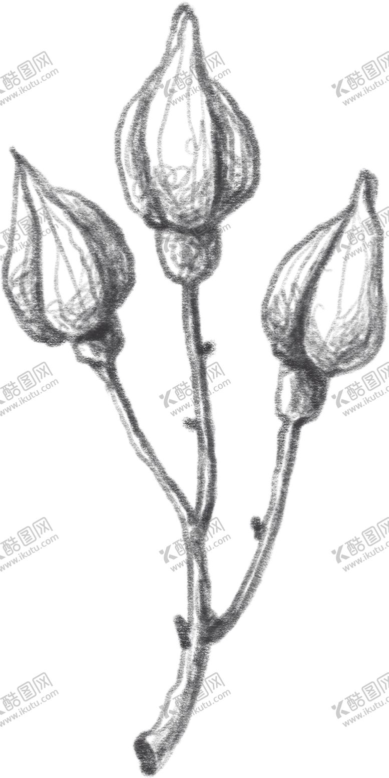 编号：70623307021042422008【酷图网】源文件下载-玫瑰花素描绘画