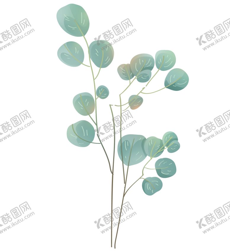 编号：33346302041758344811【酷图网】源文件下载-植物叶子桉树尤加利叶