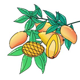 芒果