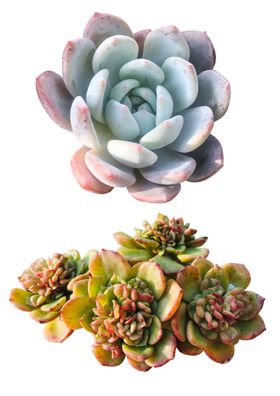 多肉植物素材