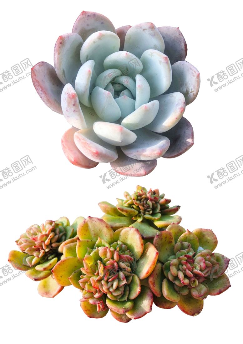 编号：72548710281838401081【酷图网】源文件下载-多肉植物素材