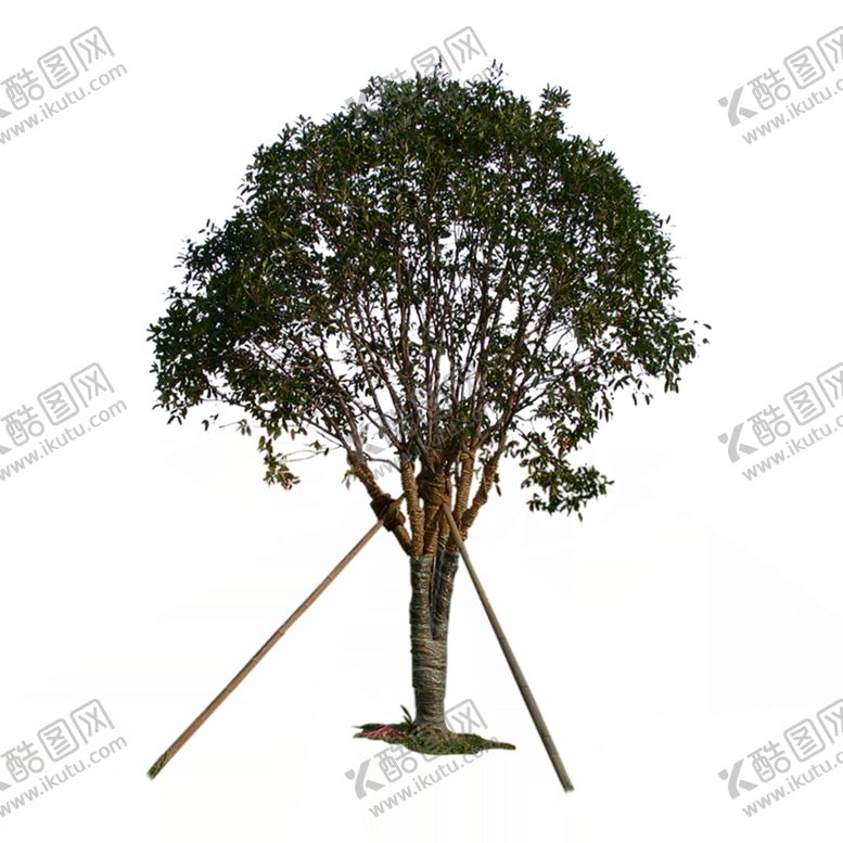 编号：83271709180128489848【酷图网】源文件下载-绿色装饰