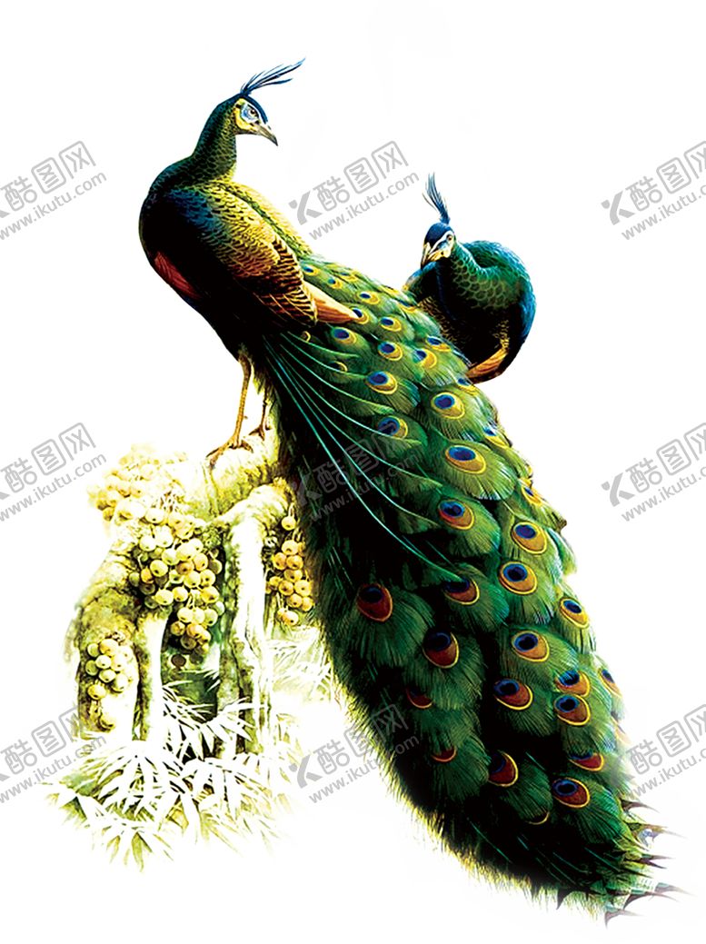 编号：76325210012340408700【酷图网】源文件下载-孔雀