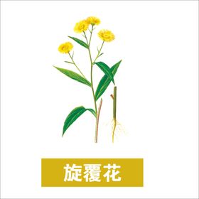 旋覆花