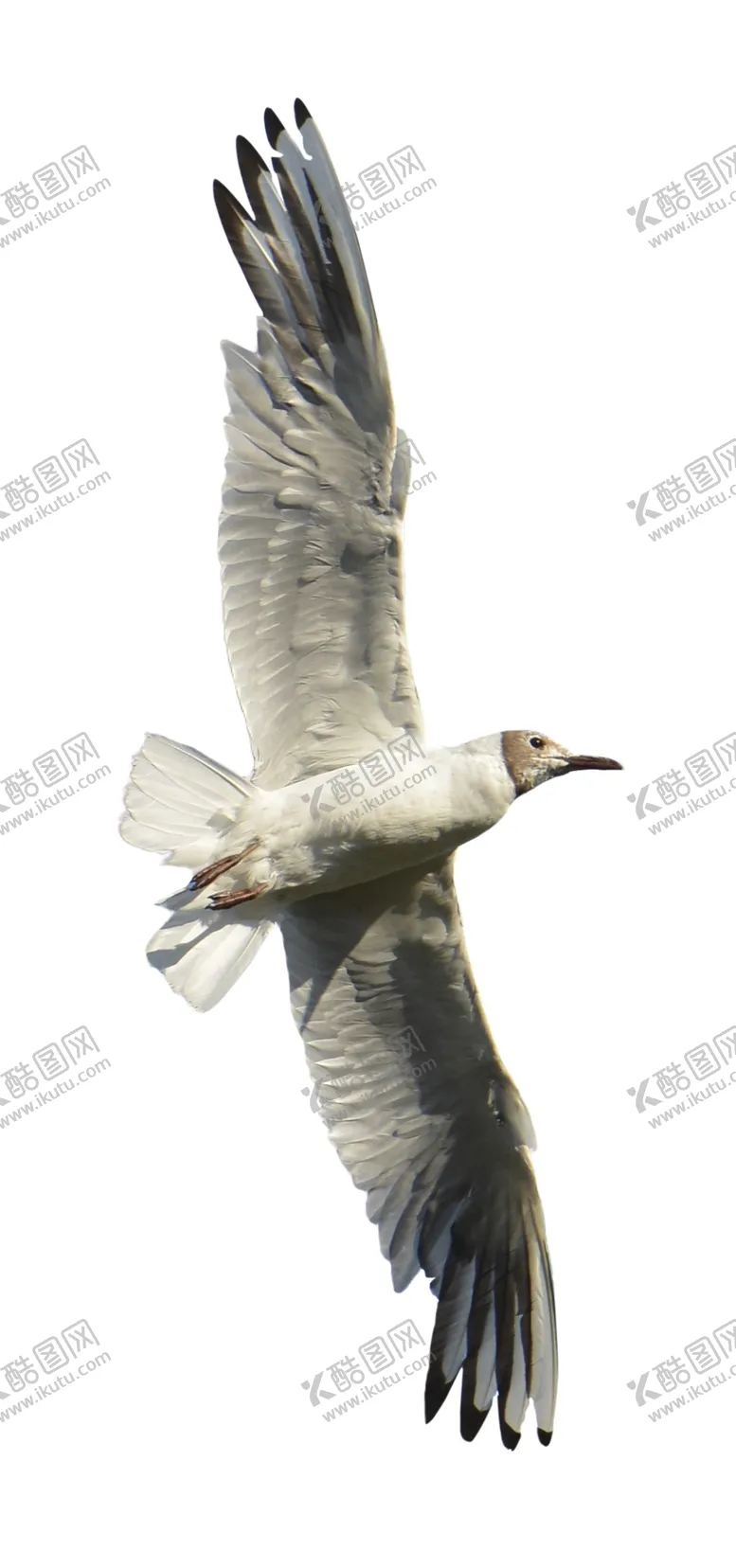 编号：66417101282117078209【酷图网】源文件下载-海鸥