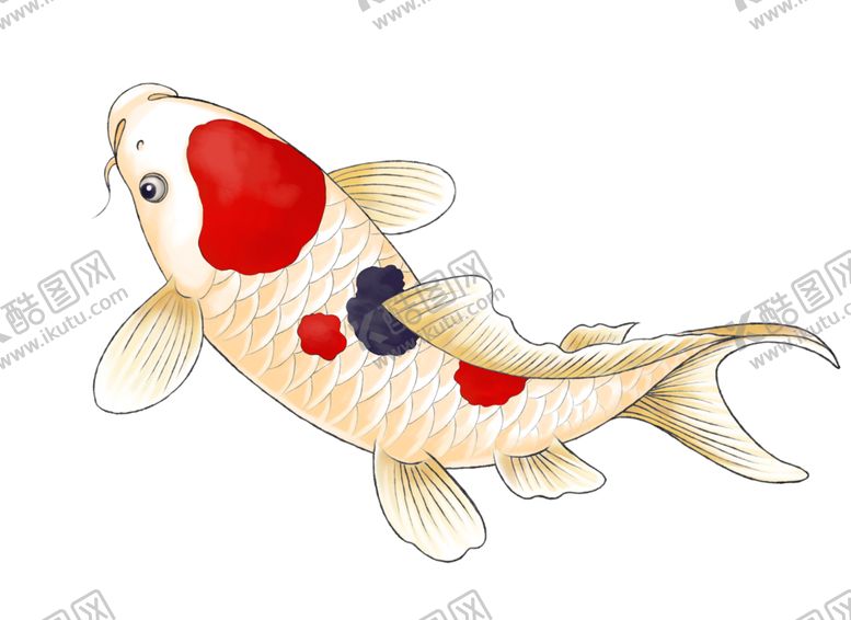编号：69550009170034212186【酷图网】源文件下载-工笔画鲤鱼图案