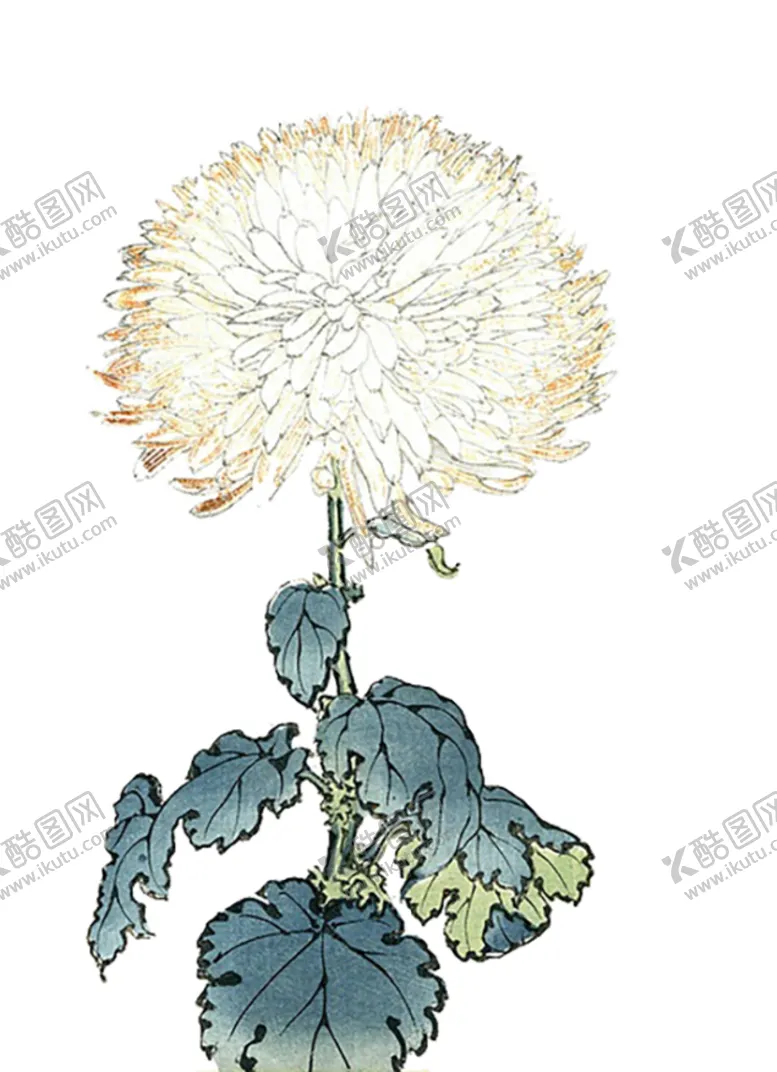 编号：86895702032122495926【酷图网】源文件下载-卡通手绘水墨菊花水彩花卉