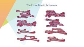 细胞生物学和组织学医素材医元素医疗素材