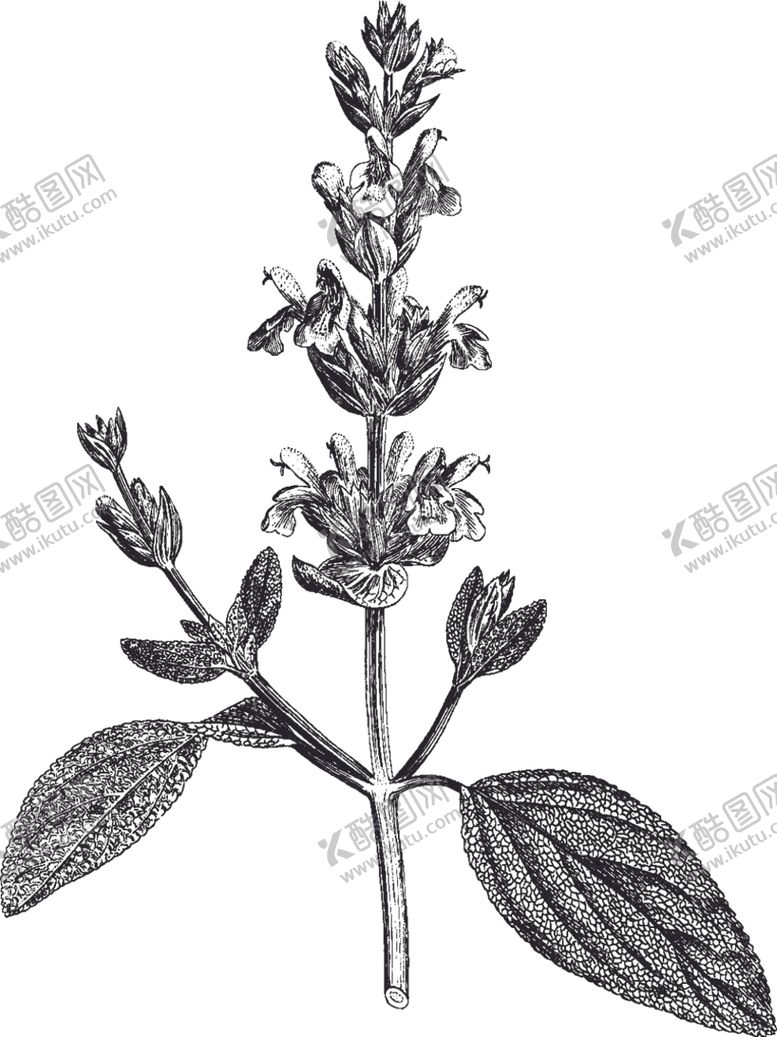 编号：75640709150323217485【酷图网】源文件下载-Ai矢量中草药素材