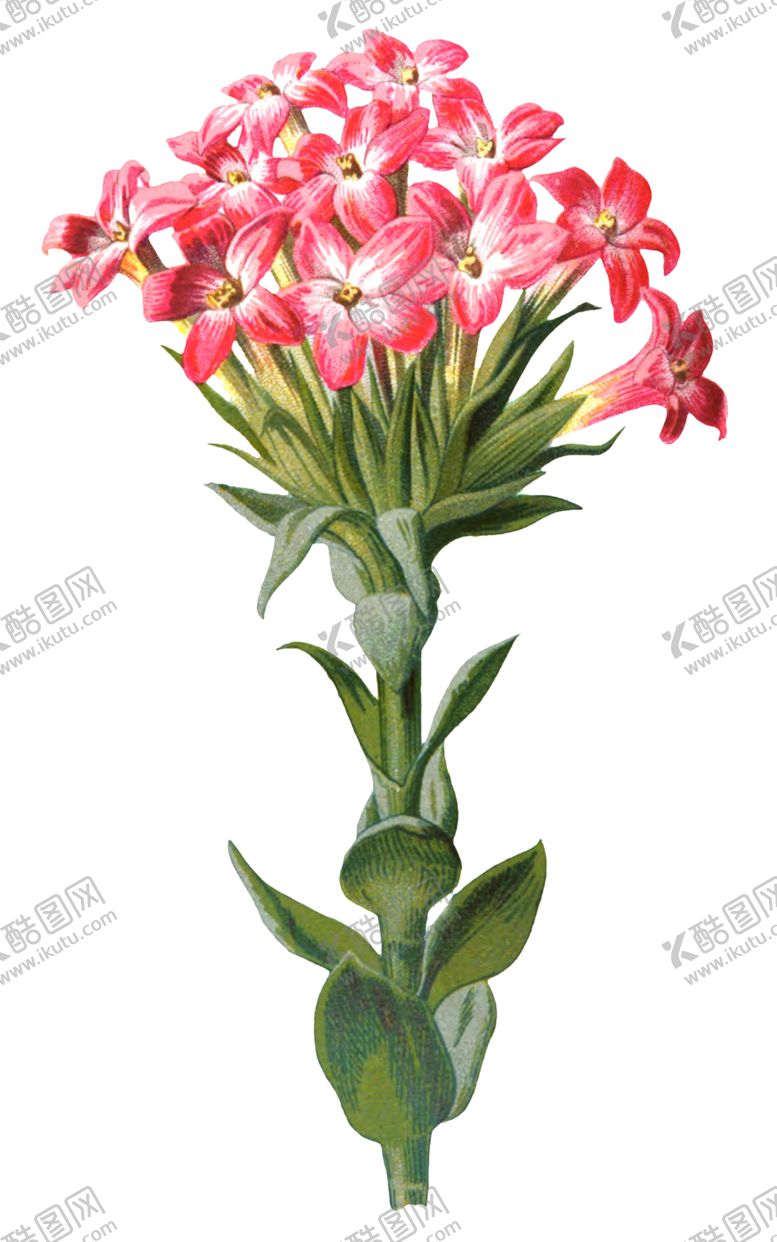 编号：83179606231530575685【酷图网】源文件下载-复古花朵植物图案