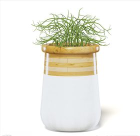 C4D模型绿玉树植物色渲染简约