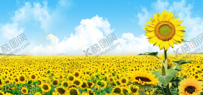 编号：23871510280005317807【酷图网】源文件下载-向日葵