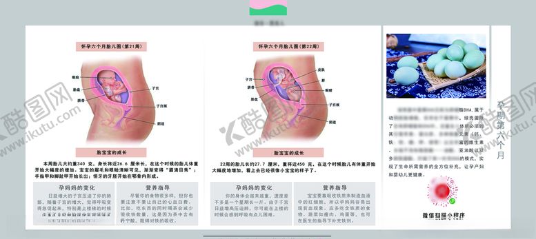 编号：17173506270229547713【酷图网】源文件下载-孕妈妈及胎宝宝变化第四个月
