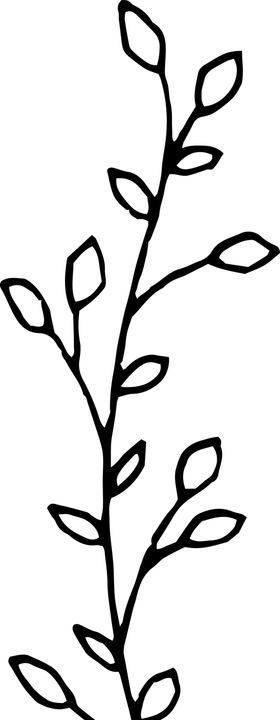 手绘植物枝干
