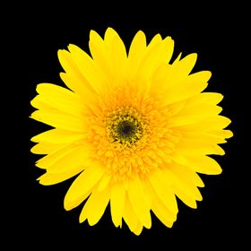 野菊花小雏菊Daisy鲜花花朵