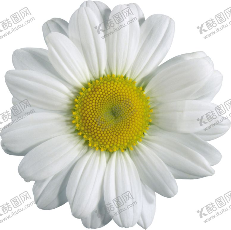 编号：73804709290316078040【酷图网】源文件下载-洋甘菊