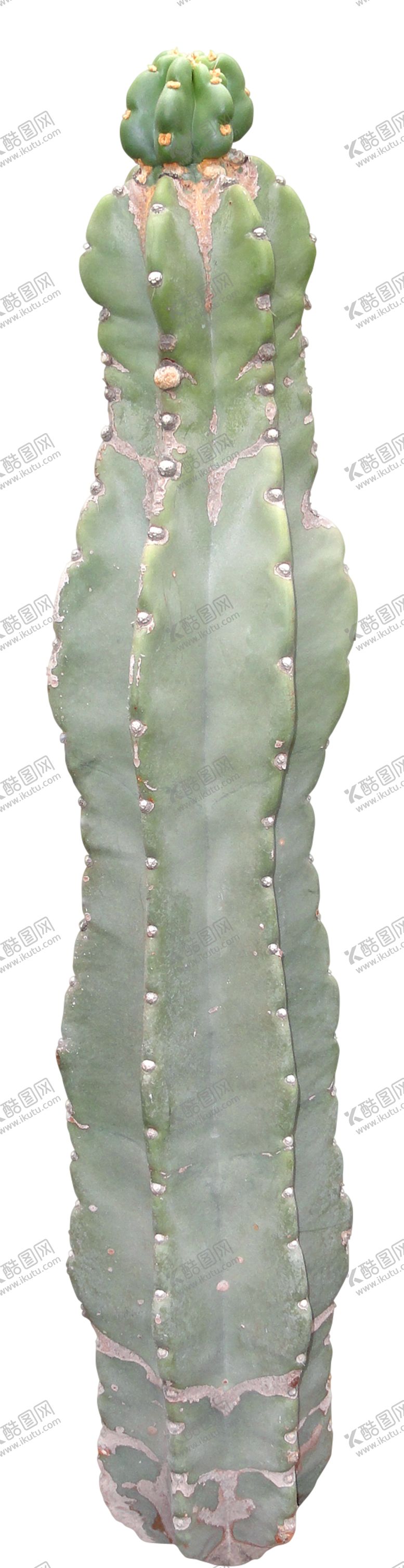 编号：37152310041319377344【酷图网】源文件下载-仙人掌免扣素材