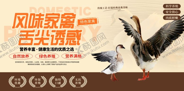 编号：22859012221506236211【酷图网】源文件下载-农家土鸭