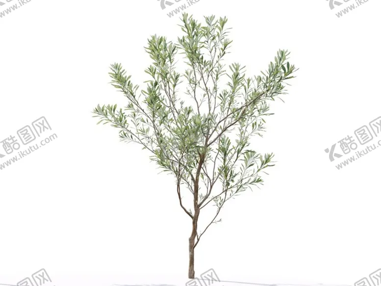 编号：46354910190612341060【酷图网】源文件下载-C4D模型榕树植物树木绿化