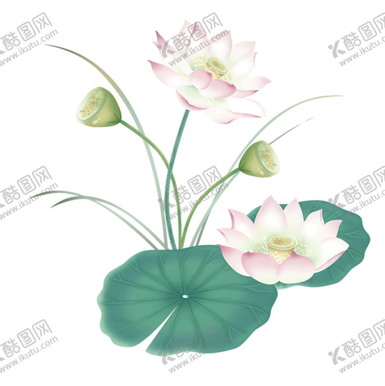 编号：97958112080416022843【酷图网】源文件下载-免扣荷花素材