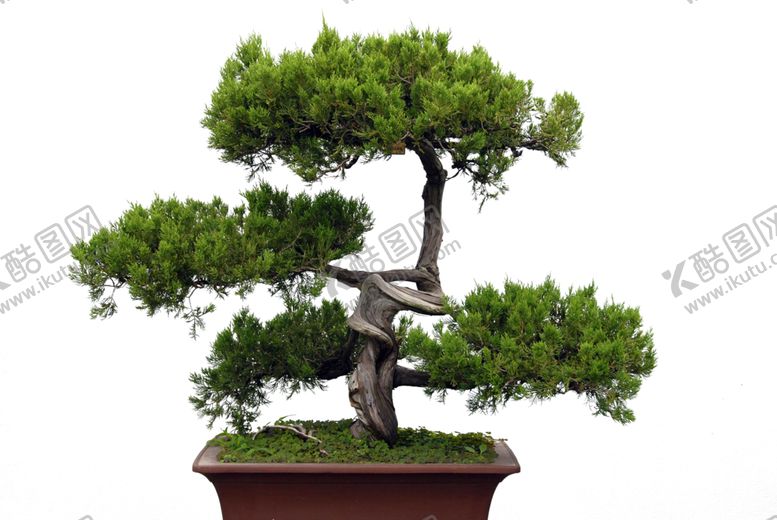 编号：29134409280624446248【酷图网】源文件下载-盆景