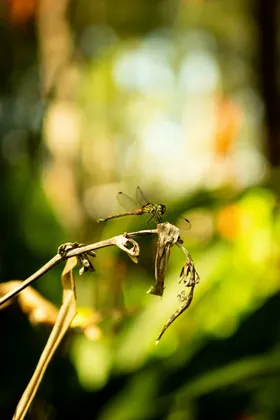 蜻蜓生物世界摄影昆虫