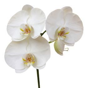 鲜花素材