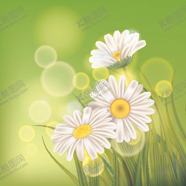 编号：61435609180320197223【酷图网】源文件下载-雏菊
