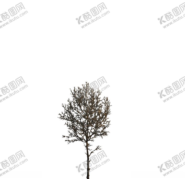 编号：53838810280558143232【酷图网】源文件下载-树木