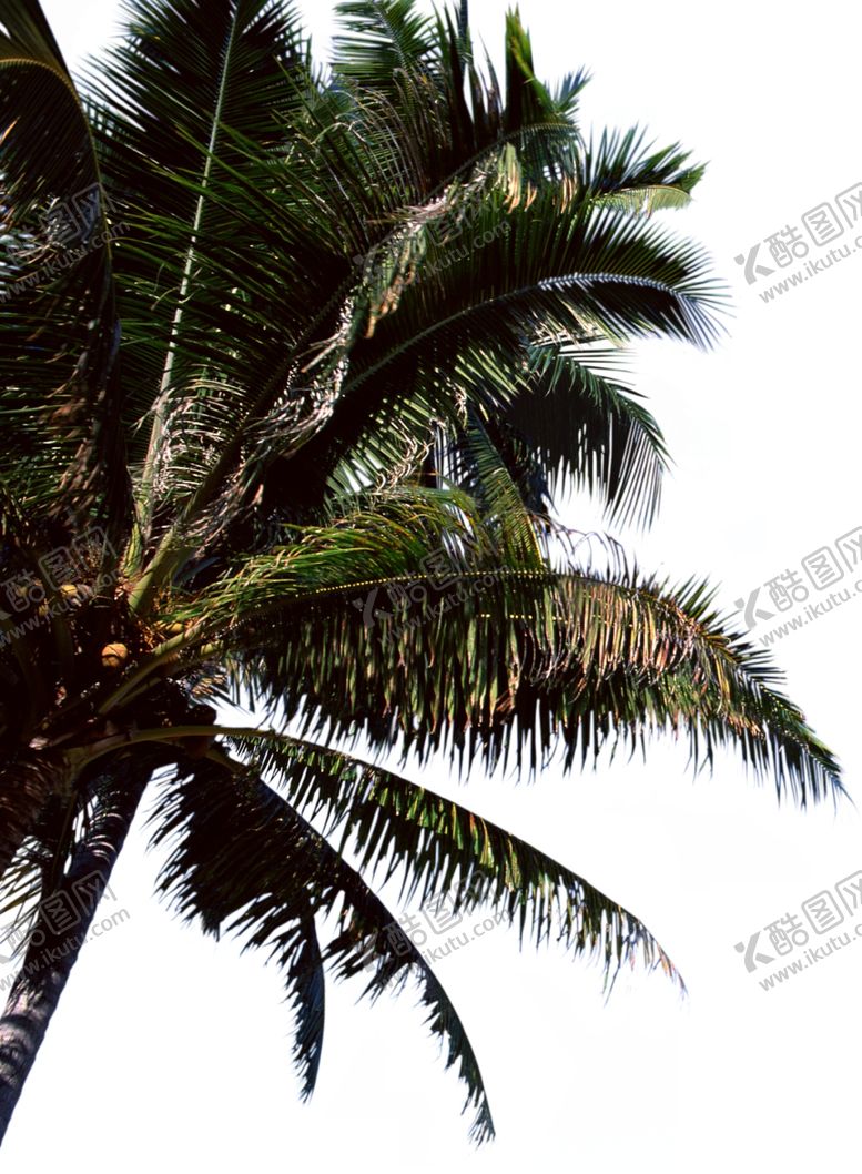 编号：13921310021646379949【酷图网】源文件下载-椰子前景树