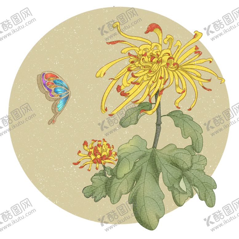 编号：82495610111025259967【酷图网】源文件下载-菊花素材