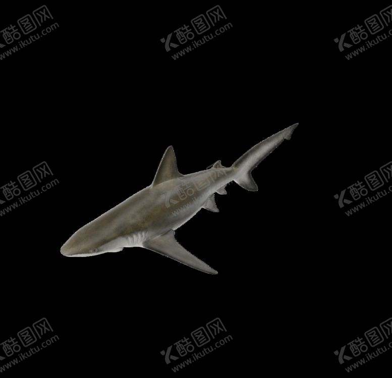 编号：24206707140459562966【酷图网】源文件下载-海洋生物